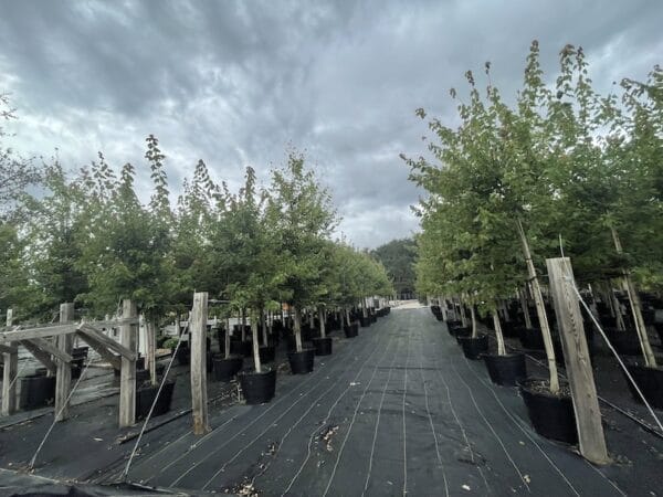 Tree farm row of containerized trees