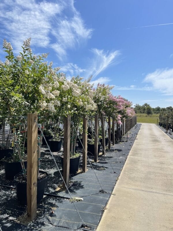 Florida native trees at West Orange Nurseries